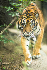 Closeup of a Siberian tiger also know as Amur tiger 