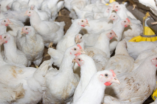 Young broiler chickens at the poultry farm