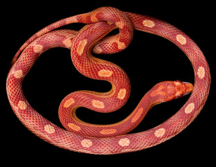 Amel Motley Corn snake isolated on black background