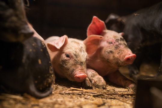 Cute little swines in a pigsty, lying.