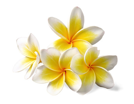 Fototapeta fresh yellow pulmeria flowers on white