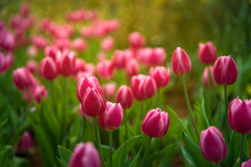 Tulip, Selective soft focus purple colorful tulip