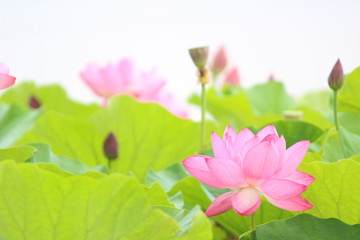 癒しの蓮3