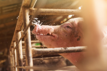 Swine in a pigsty, drinking water and refreshing itself.