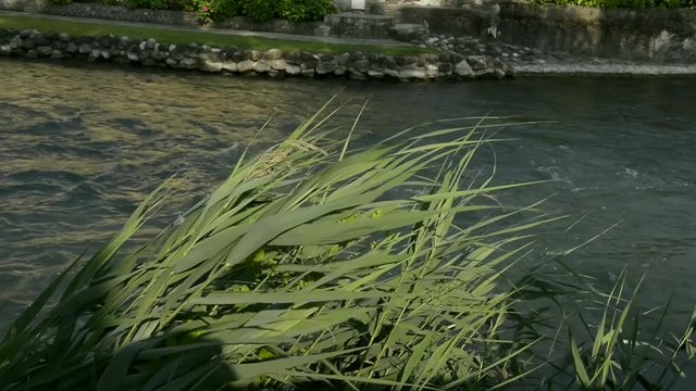 Canne sul fiume mosse dal vento