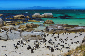 Republic of South Africa. Simon's Town near Cape Town, Foxy Beach. Boulders Penguin Colony - The...