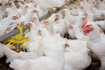 Young broiler chickens at the poultry farm