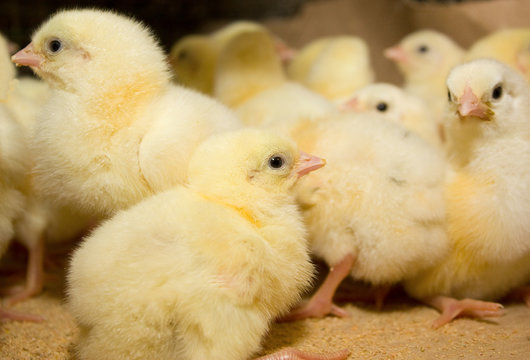 Young broiler chickens at the poultry farm