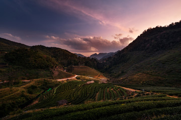 Wonderful sunset of tea plantation in Doi Angkhang, Chiang Mai,