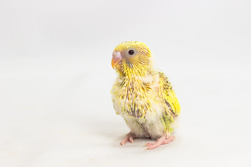 Chick Budgie, Budgarigar Bird Chick © suwatsir
