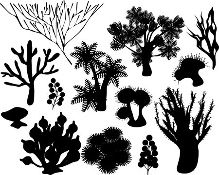 silhouettes of corals