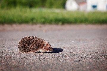 Little cute hedgehog crossing the road against grass and a house background. © olyasoloviova