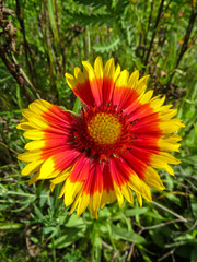 Gaillardia (Blanket Flower) in the garden