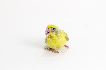 Pastel Green Forpus Bird Chick