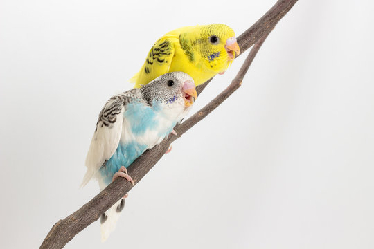 Chick Budgie, Budgarigar Bird Chick