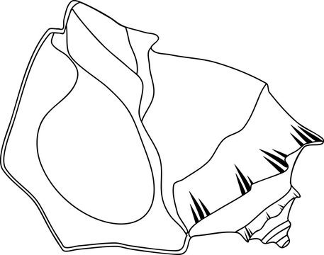coloring page with shell mollusk Rapana