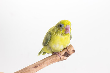 Pastel Green Forpus Bird Chick