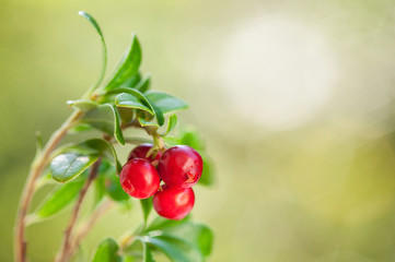 red bilberry