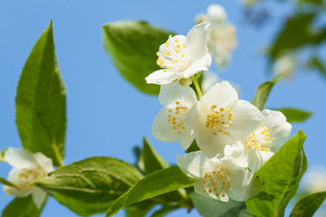 Obraz na płótnie Canvas Jasmine flowers on the blue sky background