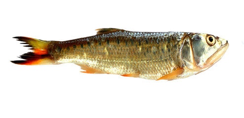 Naklejka premium Fish isolated on white background