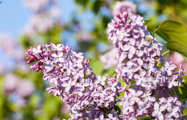 Purple lilac (Syringa)