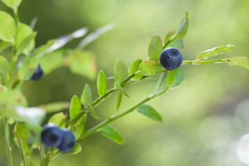 Vaccinium myrtillus (bilberry)
