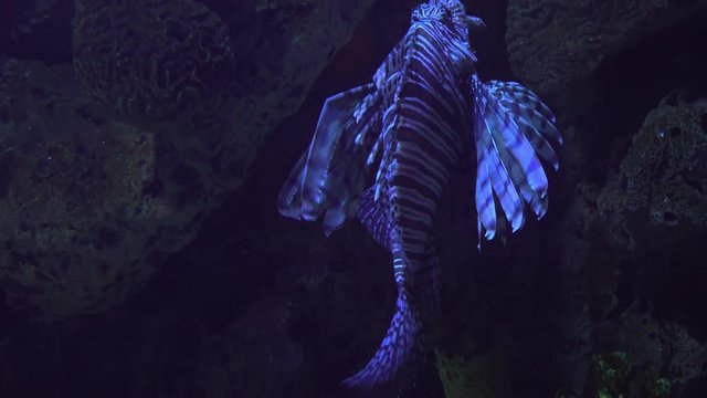 large lion fish swimmming in a aquarium 4k
