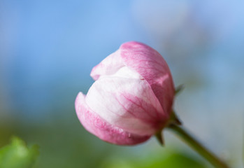Blossoming apple tree