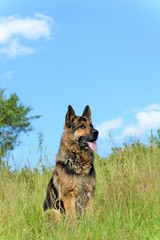 German Shepherd resting on a hill in a summer day