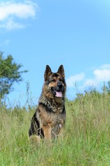 German Shepherd resting on a hill in a summer day