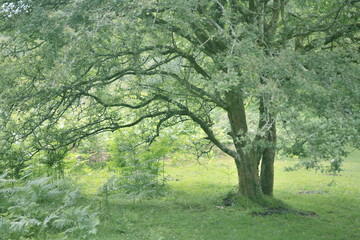 Baum in Cornwall 