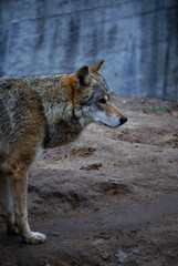 Lonely wolf in the dusk in the forest (in dark blue tones, selective focus on the wolf head)