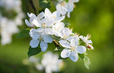 Blossoming apple tree