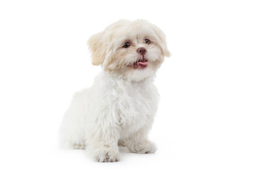 jeune chien shih tzu beige blanc
