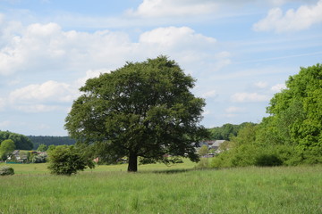 Baum im Westerwald