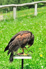 bird falconry buzzard leaning