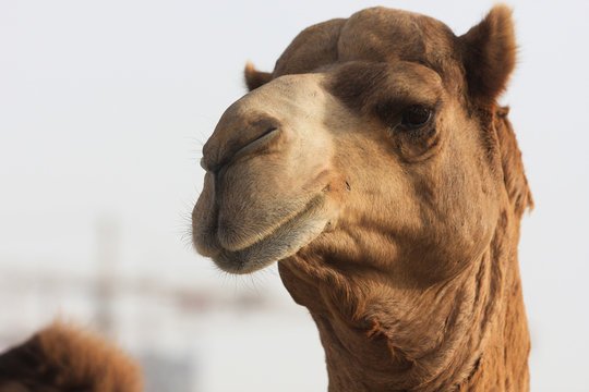 closeup of camels head