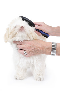 brosser jeune chien shih tzu beige blanc
