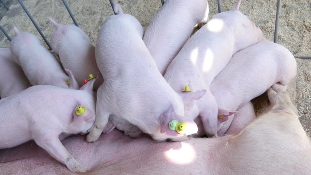  pig feeding piglets