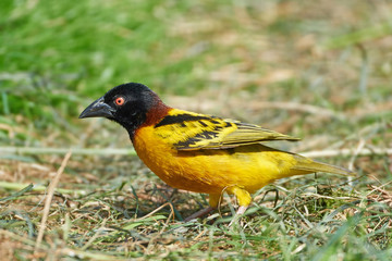 Village weaver (Ploceus cucullatus)