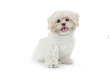 jeune chien shih tzu beige blanc
