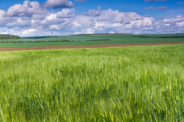 Obraz premium The field of green ears of barley at springtime and the blue clouds on the horizon.