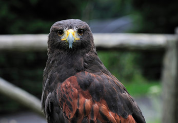 buzzard posing