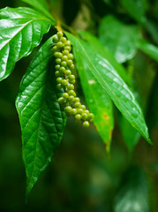 Unidentified Tropical Plant with Berries