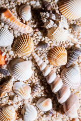 Seashells and sand background