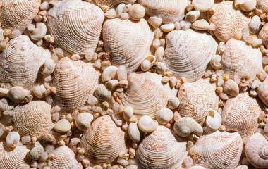 Seashells and sand background