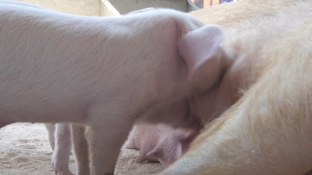  Mama pig feeding piglets