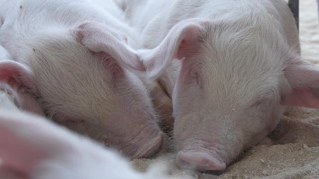  pigs sleeping in the barn
