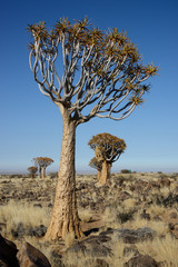 Quiver Trees, Keetmanshoop, Namibia
