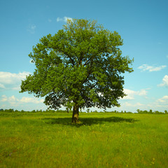 A strong Oak tree standing in a meadow